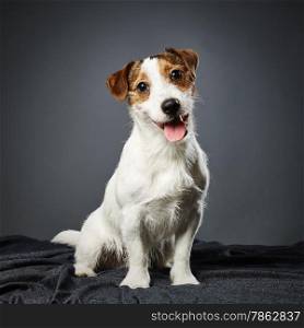 Cute puppy Jack Russell terrier, eight month old male - studio shot and gray background
