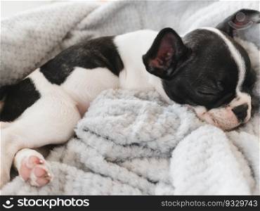Cute puppy lying on the bed in the living room. Clear, sunny day. Close-up, indoors. Studio photo. Day light. Concept of care, education, obedience training and raising pets. Cute puppy lying on the bed in the living room