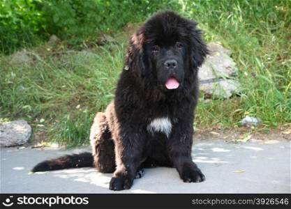 Cute puppy of Newfoundland dog posing on the street