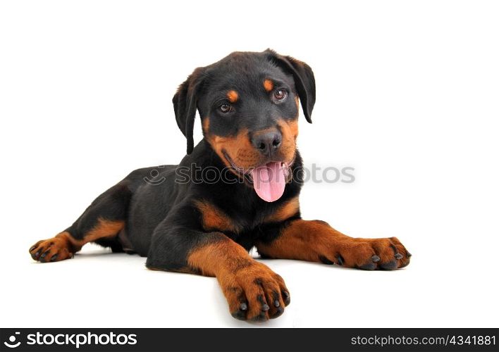cute puppy purebred rottweiler on a white background