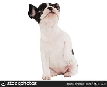Cute puppy sitting on the table. Studio shot. White isolated background. Clear, sunny day. Close-up, indoors. Day light. Concept of care, education, obedience training and raising pets. Cute puppy sitting on the table. Studio shot