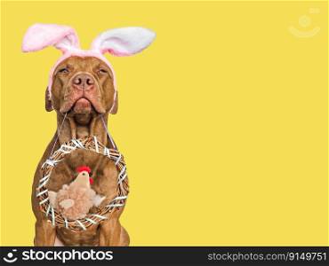 Cute puppy, wicker wreath and soft, plush toy. Happy Easter. Close-up, studio shot, indoor. Day light. Congratulations for family, loved ones, relatives, friends and colleagues. Pet care concept. Cute puppy, wicker wreath and plush toy