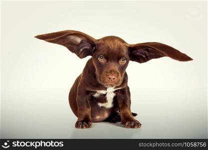 Cute Puppy with giant ears digital manipulated