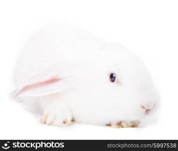 Cute rabbit isolated on a white background. Cute white rabbit