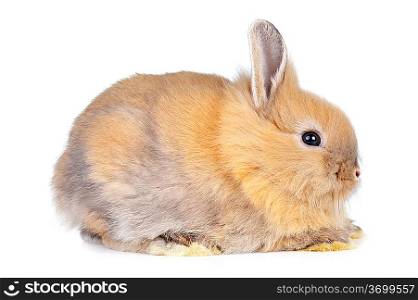 cute rabbit isolated on white background