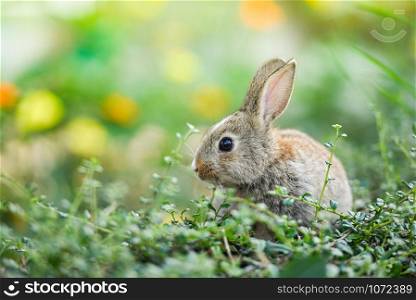 Cute rabbit sitting on green field spring meadow / Easter bunny hunt for easter egg on grass and flower outdoor nature background