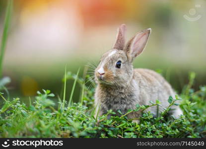 Cute rabbit sitting on green field spring meadow / Easter bunny hunt for easter egg on grass and flower outdoor nature background