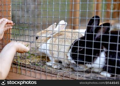 Cute rabbits on animal farm in rabbit-hutch. Bunny in cage on natural eco farm. Animal livestock and ecological farming. Child feeding a pet rabbit through the gap in the cage. Cute rabbits on animal farm in rabbit-hutch. Bunny in cage on natural eco farm. Animal livestock and ecological farming. Child feeding a pet rabbit through the gap in the cage.