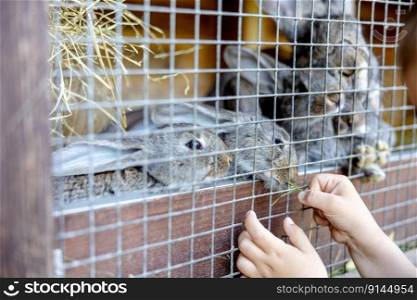 Cute rabbits on animal farm in rabbit-hutch. Bunny in cage on natural eco farm. Animal livestock and ecological farming. Child feeding a pet rabbit through the gap in the cage. Cute rabbits on animal farm in rabbit-hutch. Bunny in cage on natural eco farm. Animal livestock and ecological farming. Child feeding a pet rabbit through the gap in the cage.