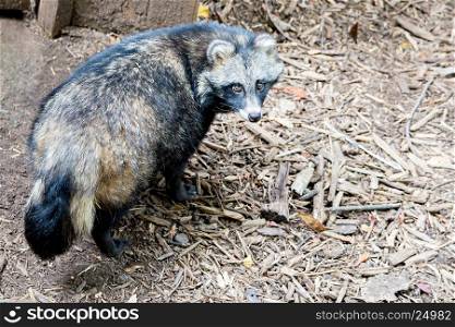 cute racoon dog on ground at zoo