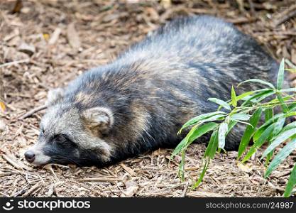 cute racoon dog on ground at zoo