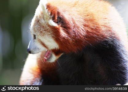 Cute Red Panda posing for the camera.