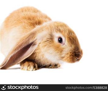 Cute red rabbit isolated on white background