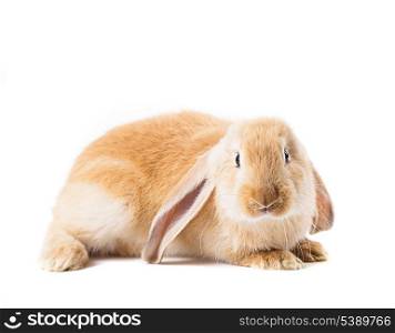 Cute red rabbit isolated on white background