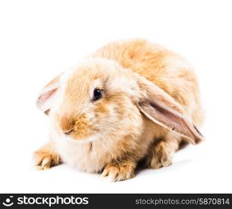 Cute red rabbit isolated on white background. Cute red rabbit