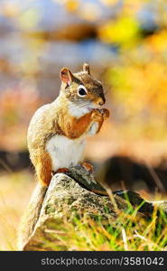 Cute red squirrel eating nut