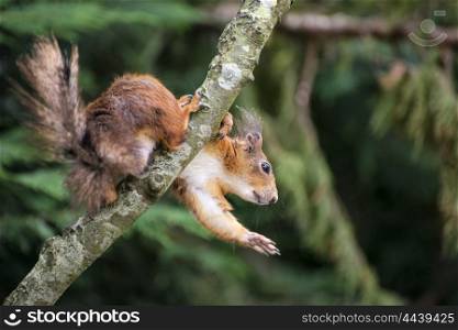 Cute red squirrel playing in tree trying to reach food