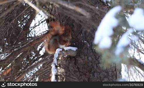 Cute red squirrel sitting on the snowy pine branch and eating pine tree seeds in wintertime.