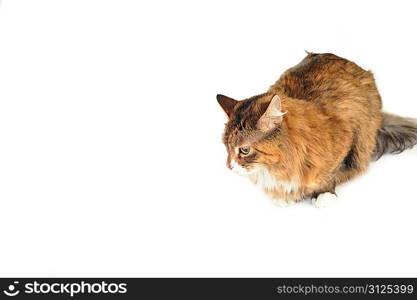 cute russet domestic cat isolated