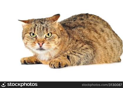 cute russet domestic cat isolated