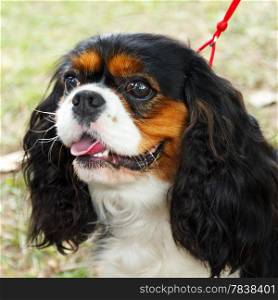Cute sad dog Cavalier King Charles Spaniel breed