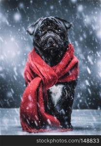 Cute sad pug puppy dog sitting on the ground, wearing red scarf, snowflakes falling around him.. Black pug dog gazing sadly in a winterstorm.
