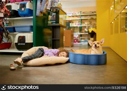 Cute satisfied little child and corgi dog testing new bed at pet shop. Happy shopping with domestic animal. Cute little child and corgi dog testing new bed at pet shop