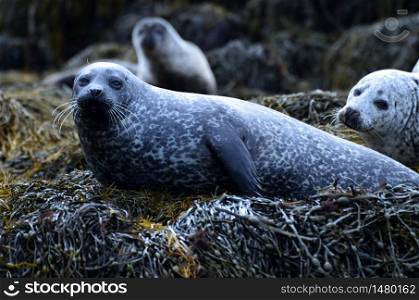 Cute seal resting on seaweed in Scotland