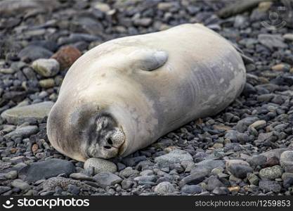 Cute seal sleeps peacefully on stone beach in Antarctica