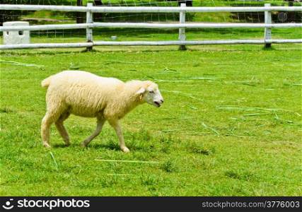 Cute sheep walking on field