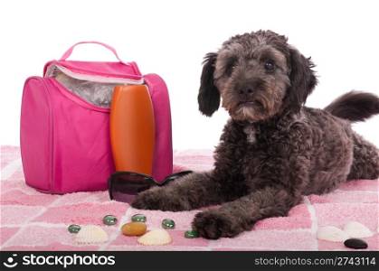 cute shipoo dog lying at the beach (studio setting with bag, sun lotion, pink towel and little pebbles) isolated on white background