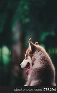 Cute Siberian husky dog Sit and Looking at something in the garden, on natural background