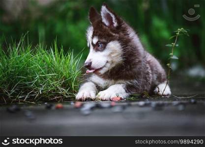 Cute Siberian husky dog Sit and  Looking at something in the garden, on natural background