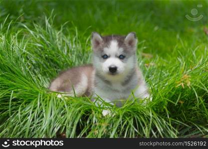Cute siberian puppy walk and play in the garden.