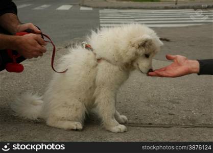 Cute Siberian Samoyed puppy sniffing hand