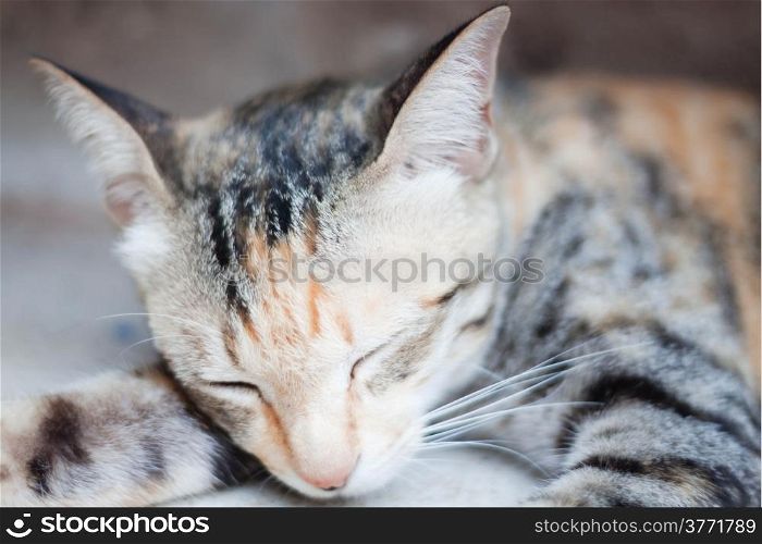 Cute sleeping cat closeup