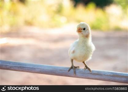 Cute small chicks In nature, the soft sunlight in the morning