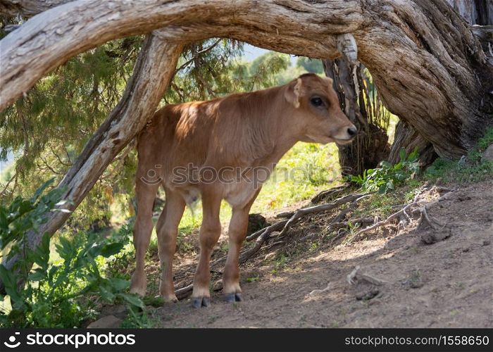 Cute small cow under tree in mountains. Kyrgyzstan.. Cute small cow under tree in mountains.