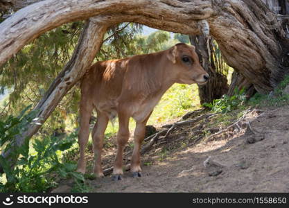 Cute small cow under tree in mountains. Kyrgyzstan.. Cute small cow under tree in mountains.