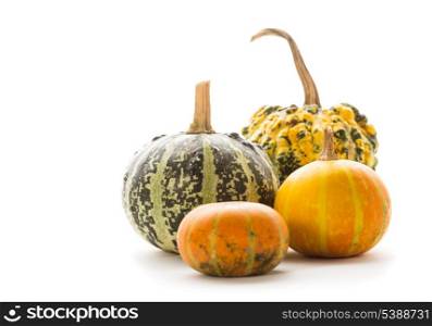 Cute small decorative pumpkins isolated on white