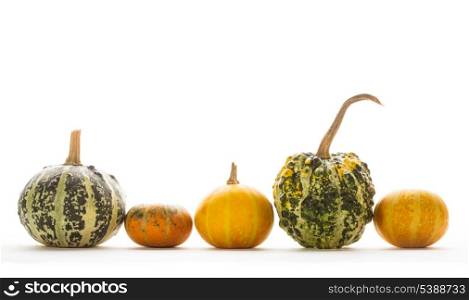 Cute small decorative pumpkins isolated on white