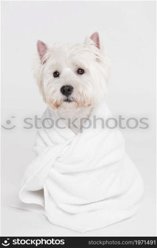 cute small dog sitting towel. High resolution photo. cute small dog sitting towel. High quality photo