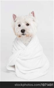 cute small dog sitting towel. High resolution photo. cute small dog sitting towel. High quality photo