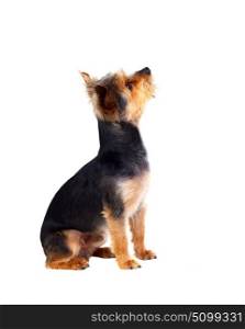 Cute small dog with cut hair isolated on a white background