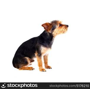 Cute small dog with cut hair isolated on a white background