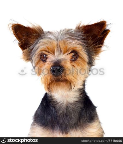 Cute small dog with cutted hair . Cute small dog with cutted hair isolated on a white background