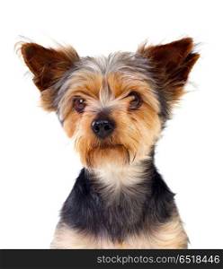 Cute small dog with cutted hair . Cute small dog with cutted hair isolated on a white background