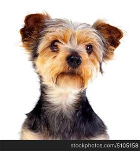 Cute small dog with cutted hair isolated on a white background