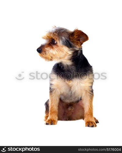 Cute small dog with cutted hair isolated on a white background