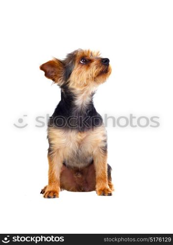 Cute small dog with cutted hair isolated on a white background
